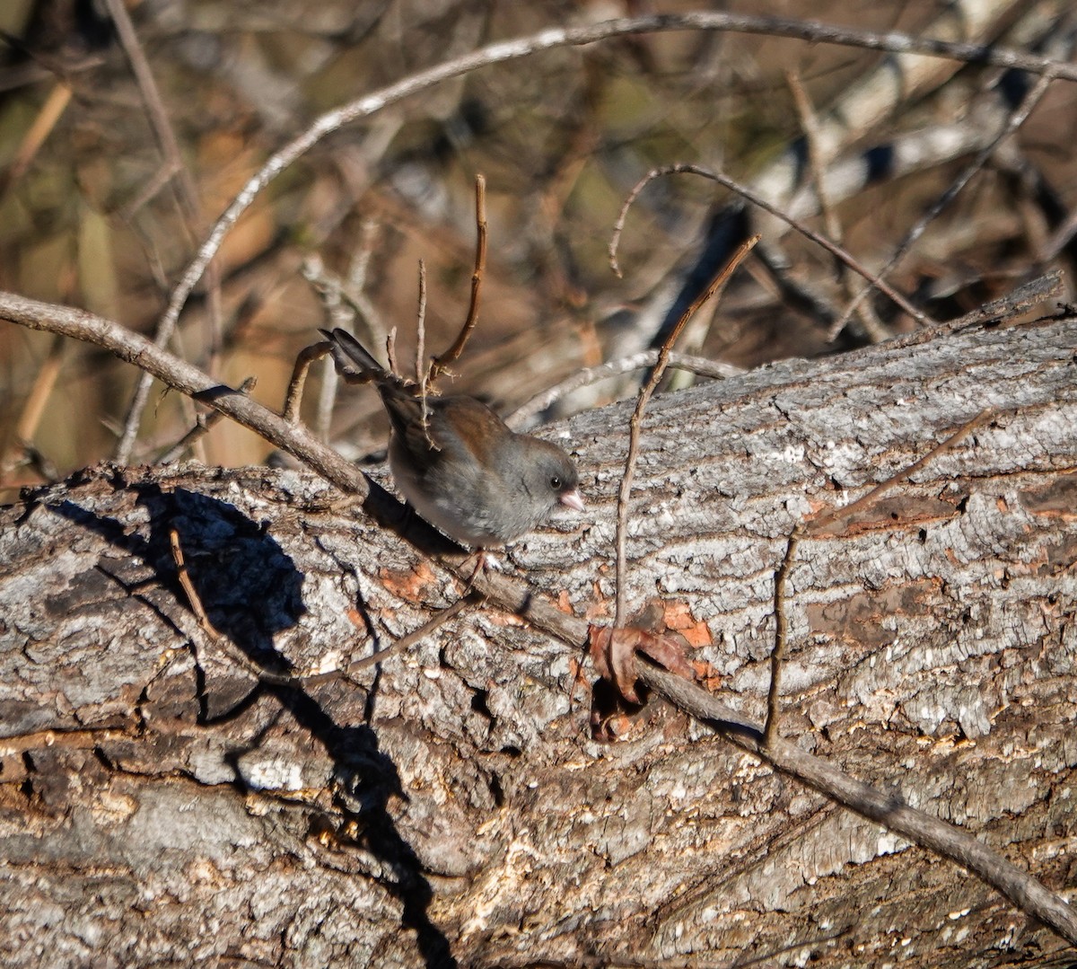 Dark-eyed Junco - ML524788561