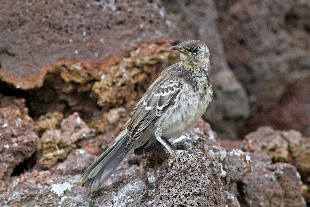 Floreana Mockingbird - ML524788611