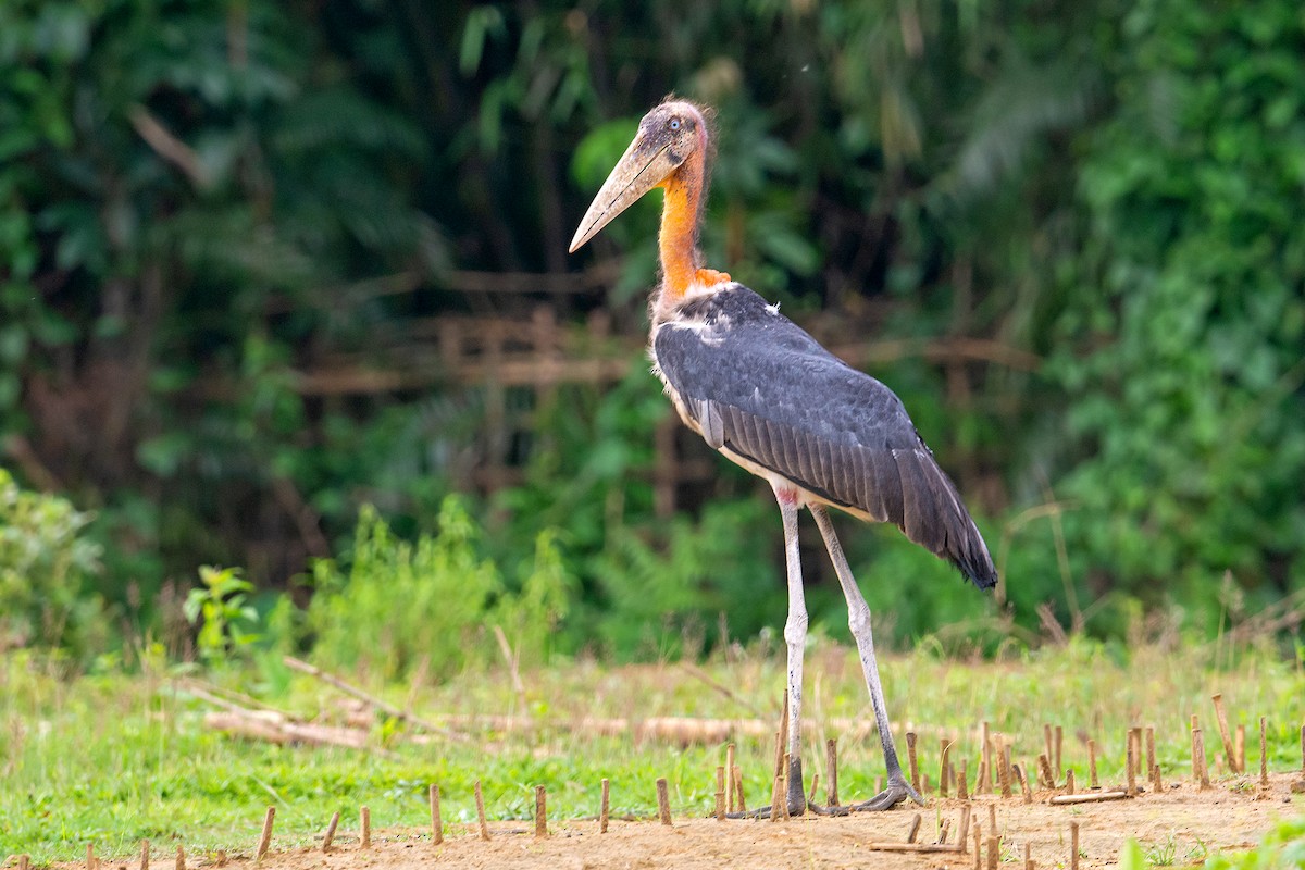 Greater Adjutant - Yash Kothiala