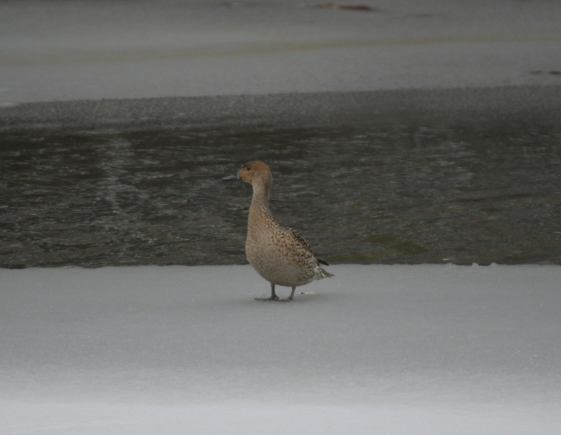 Northern Pintail - ML524792571