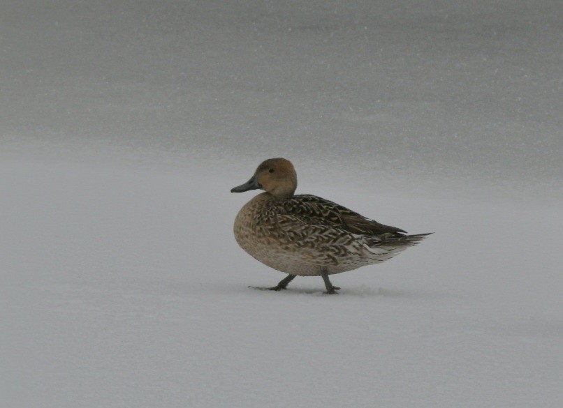 Northern Pintail - ML524792591