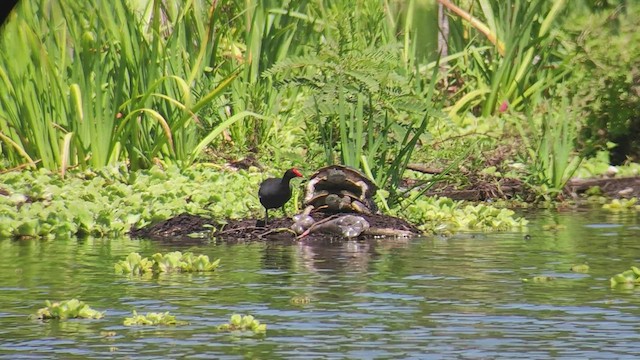 Common Gallinule - ML524793641