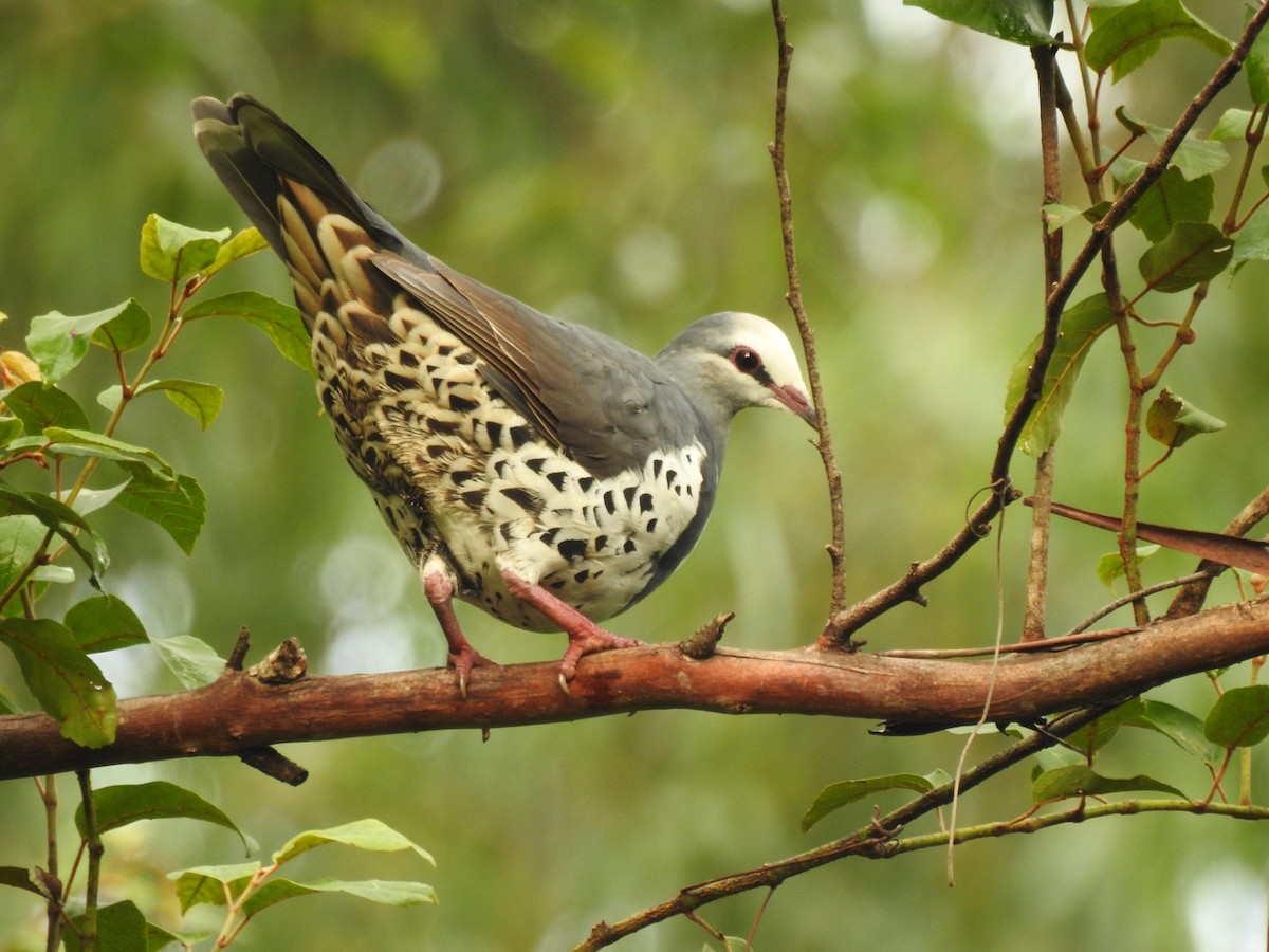 Wonga Pigeon - Eliza Scott