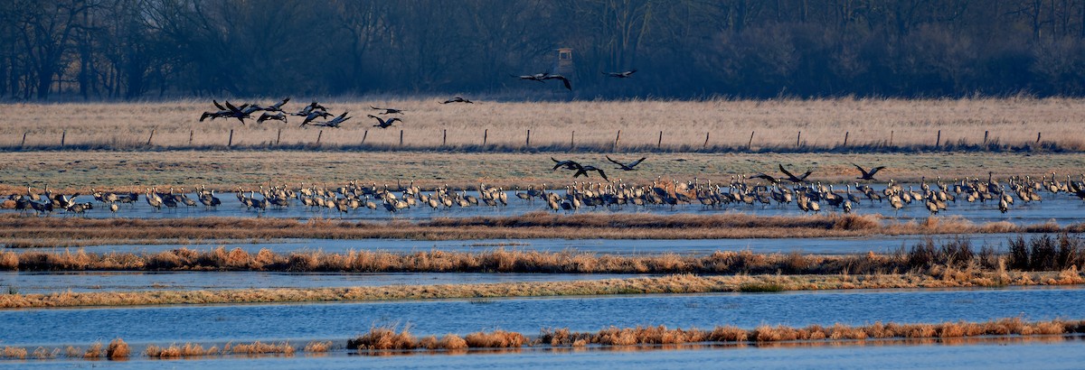 Common Crane - ML524796301