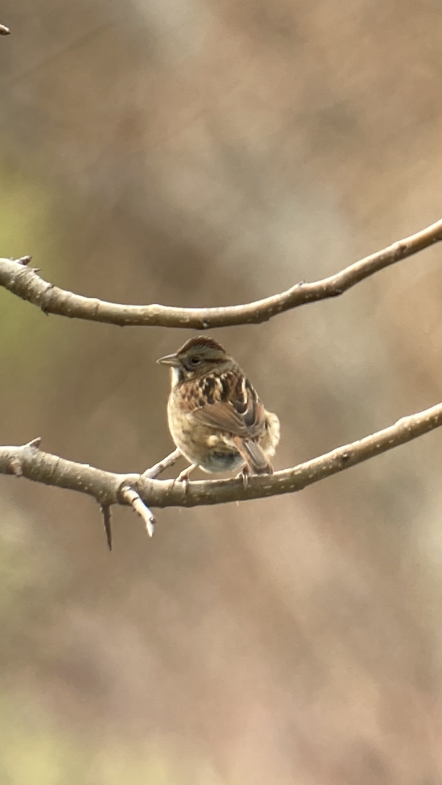 Swamp Sparrow - ML524797331