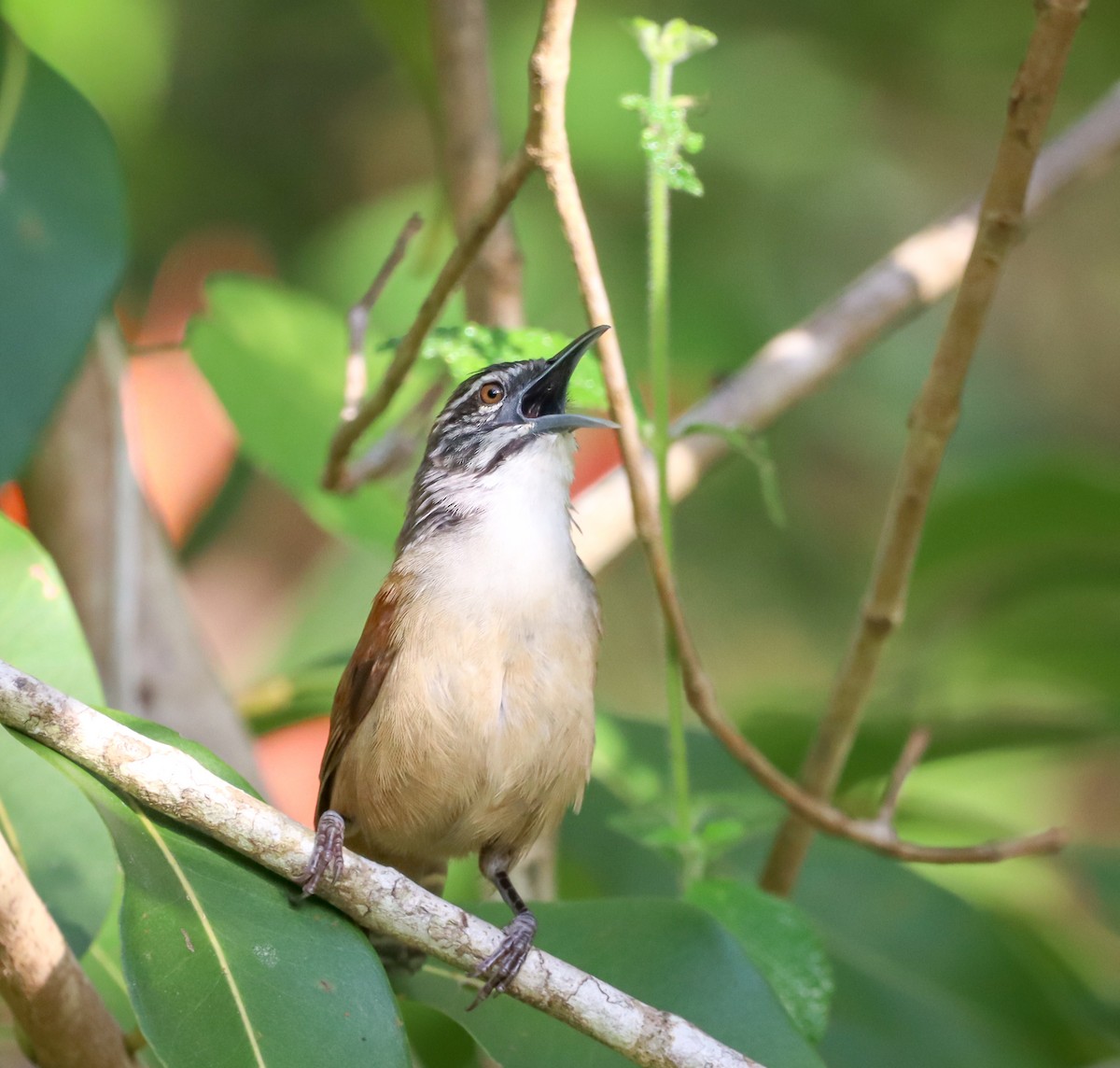 Moustached Wren - ML524797561