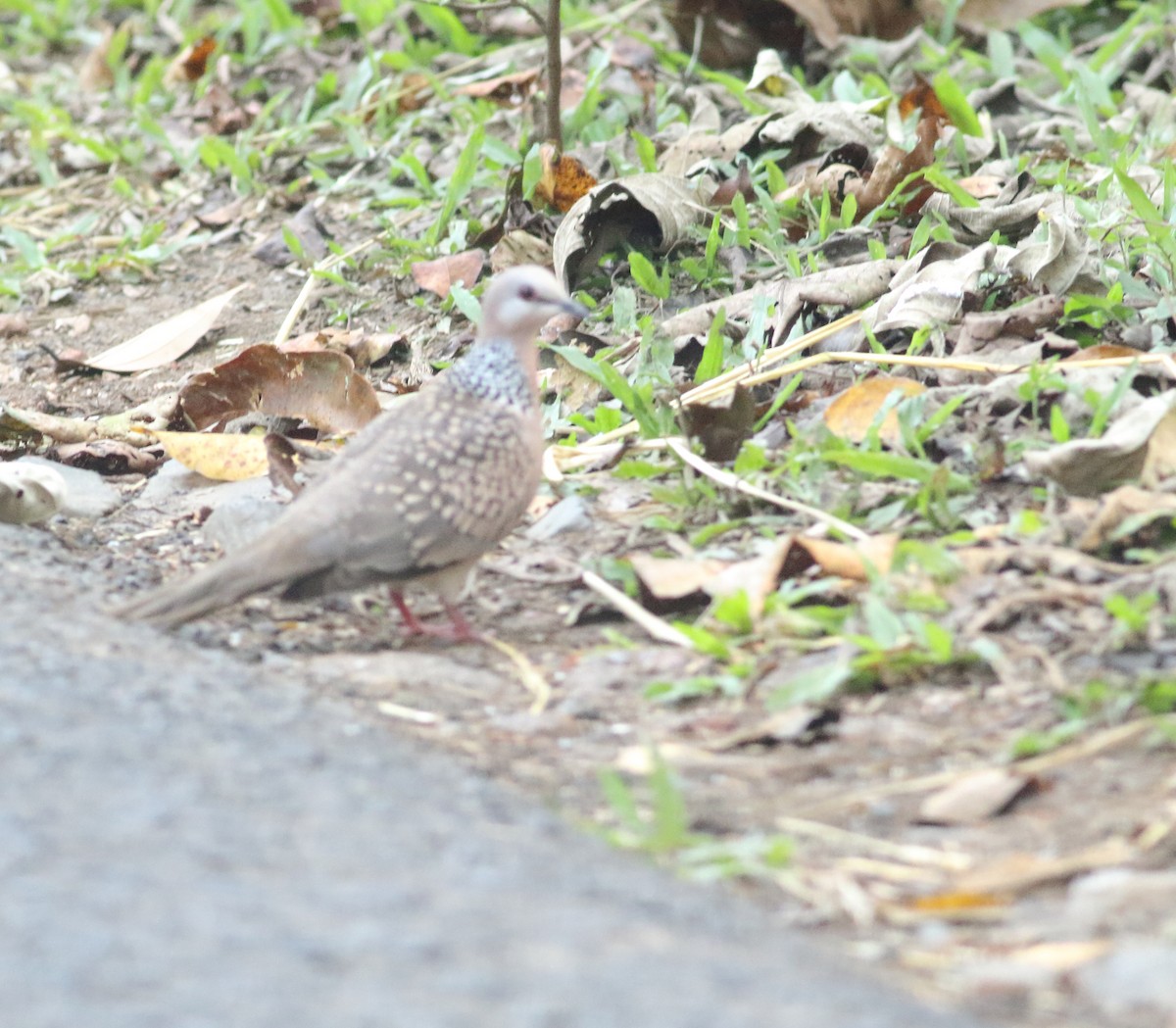 Spotted Dove - ML524797931