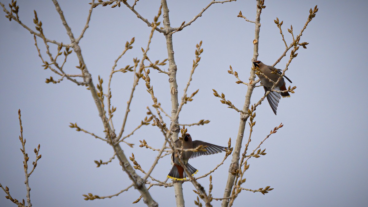 Bohemian Waxwing - Scott Hammel