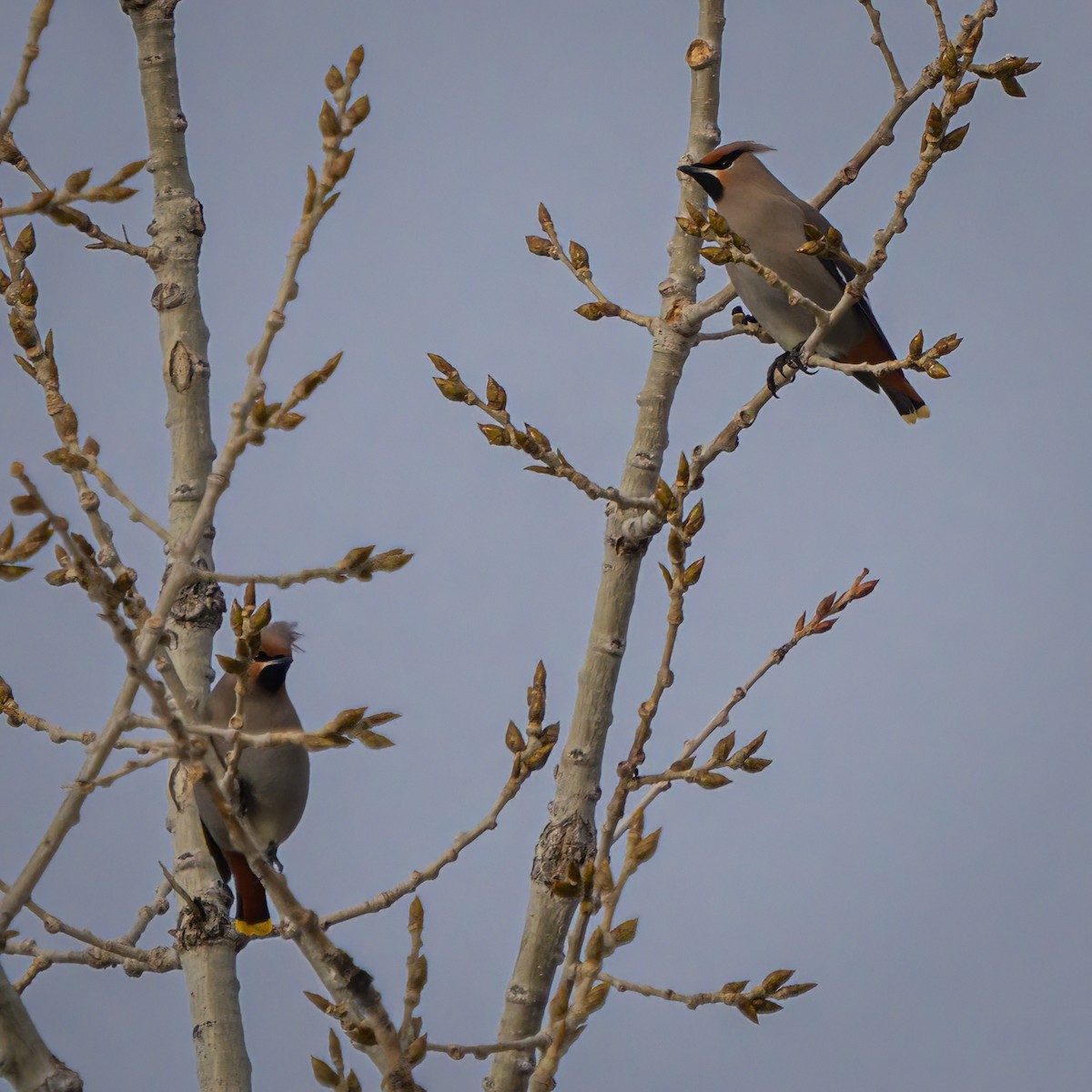 Bohemian Waxwing - ML524799321