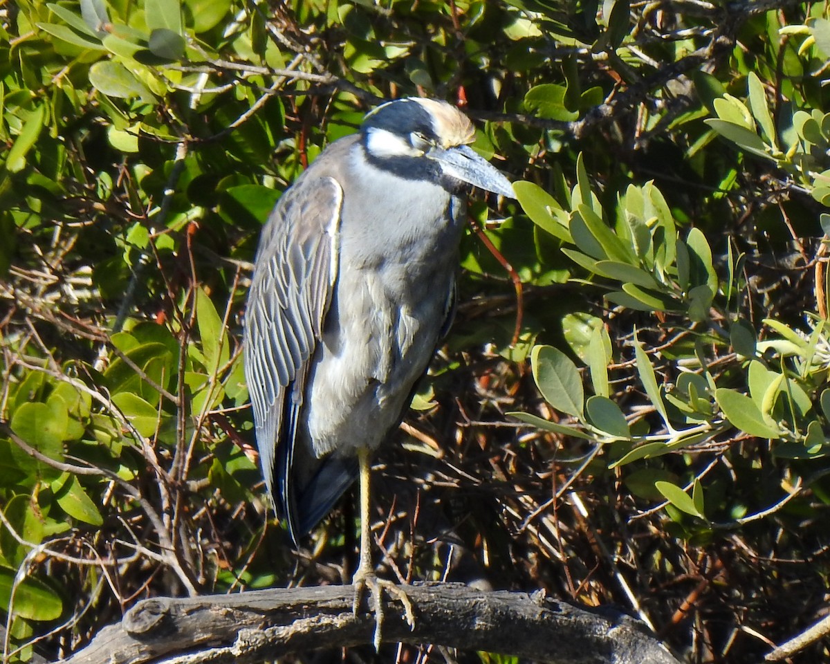 Yellow-crowned Night Heron - ML524802571