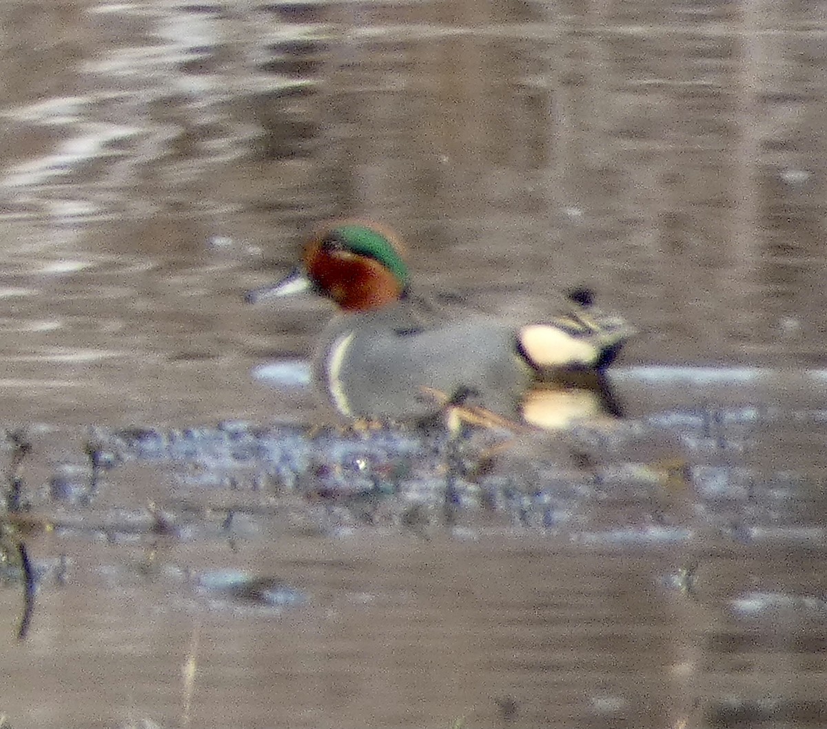 Green-winged Teal - ML524804051
