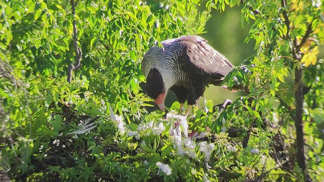 Caracara huppé - ML524804141