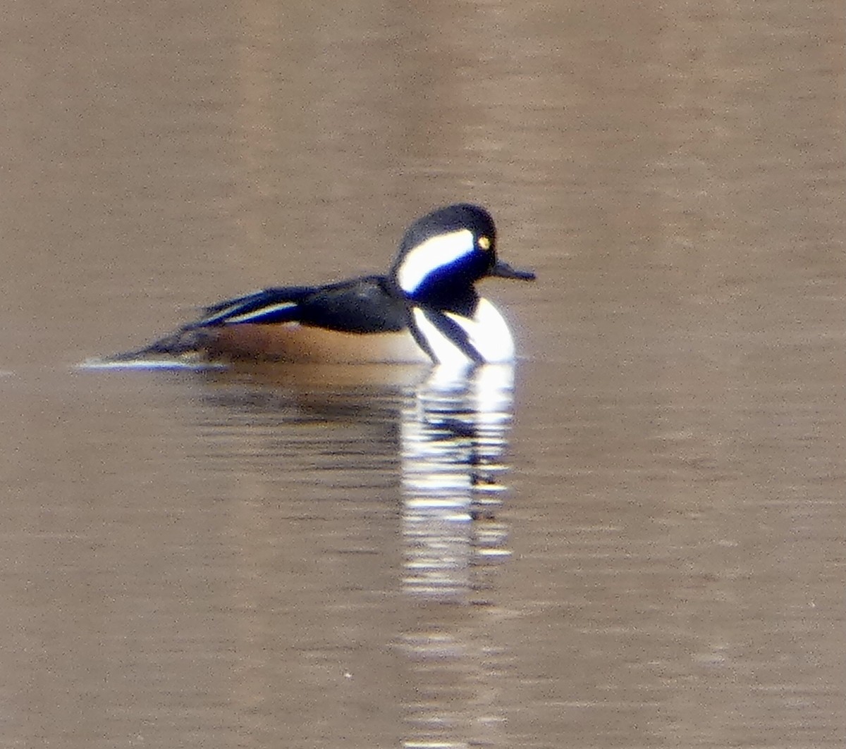 Hooded Merganser - ML524804181