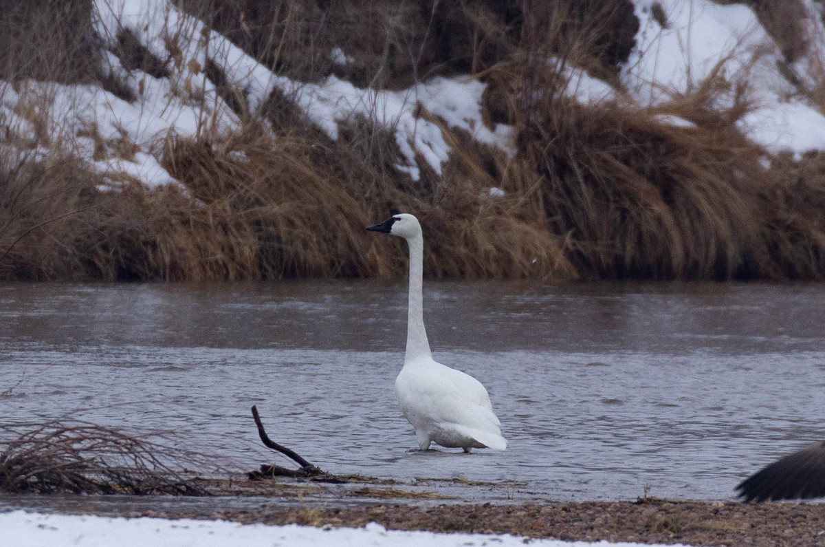 Tundra Swan - ML524804531