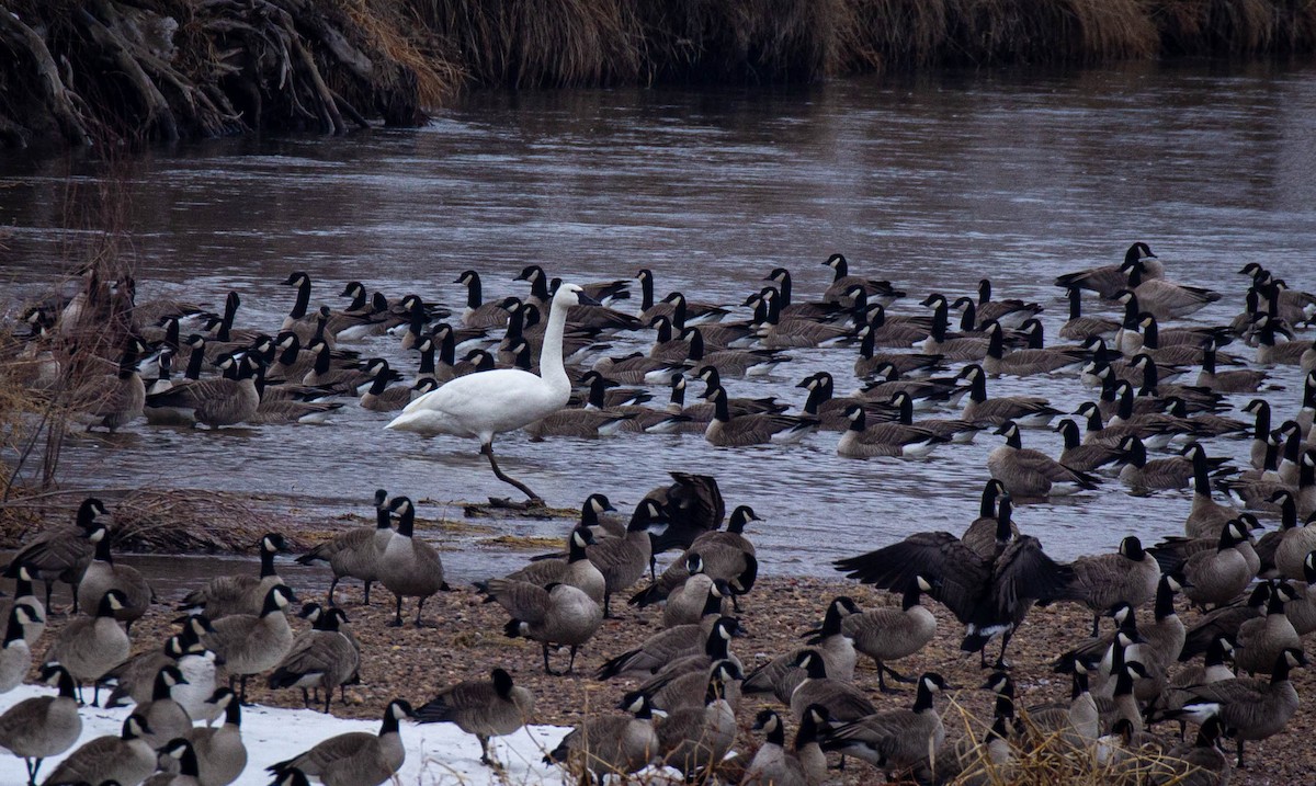 Tundra Swan - Prairie Birder