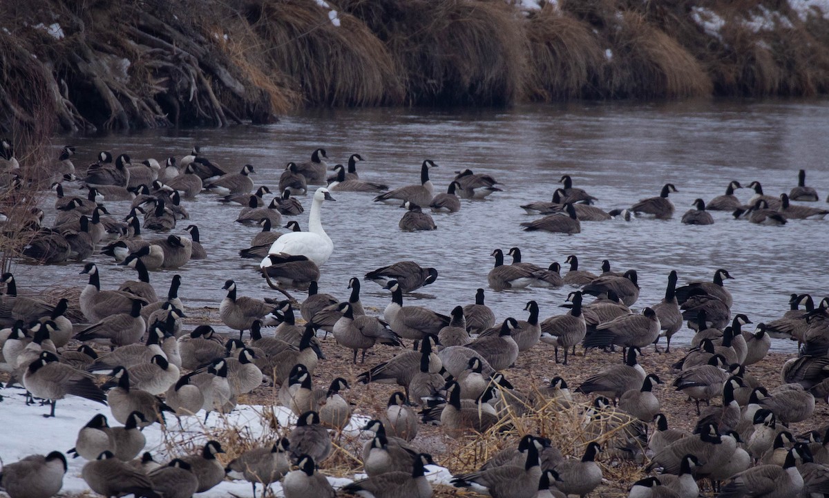 Tundra Swan - ML524804991