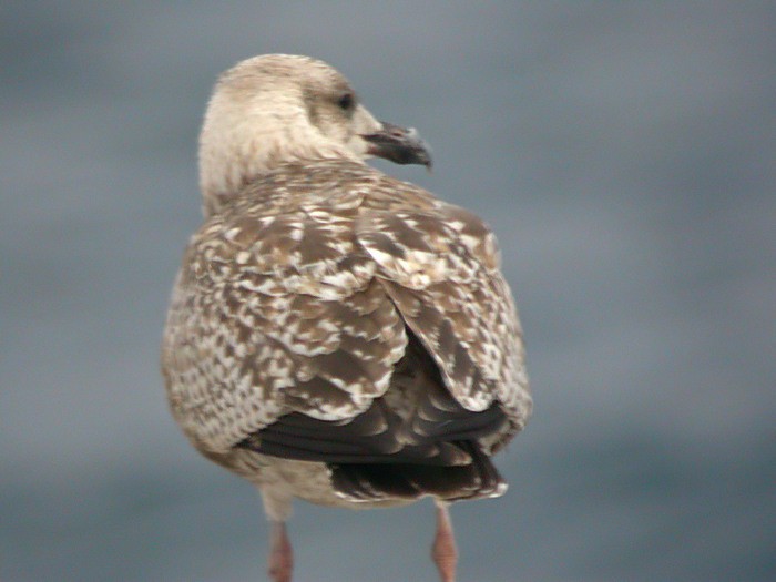 Herring Gull - Maties Rebassa