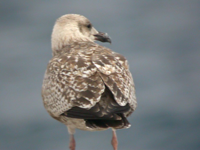European Herring Gull - ML524805321