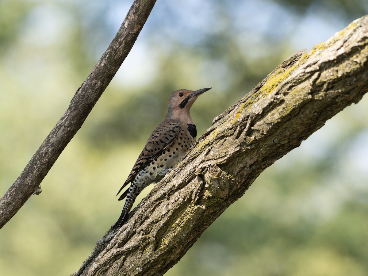 Northern Flicker - ML524805441