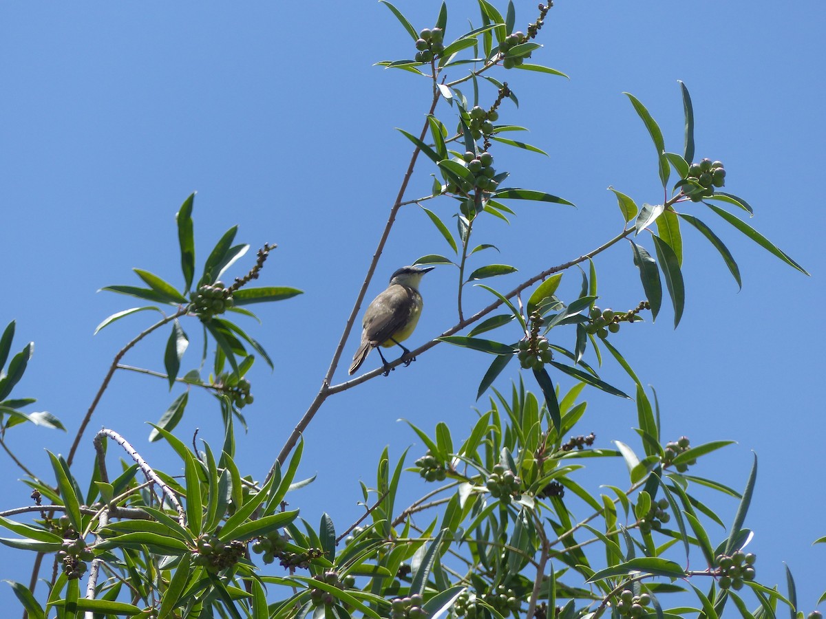 Tropical Kingbird - ML524805451