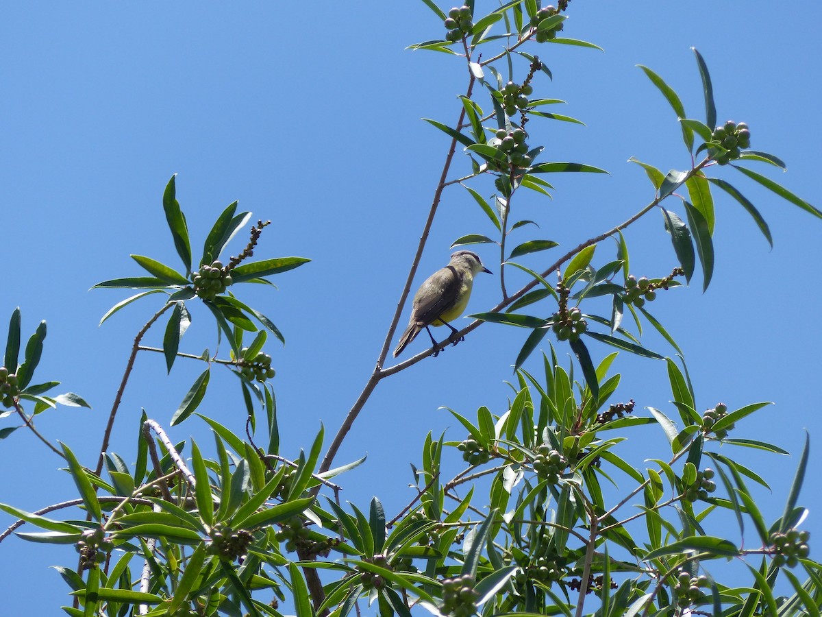 Tropical Kingbird - ML524805471