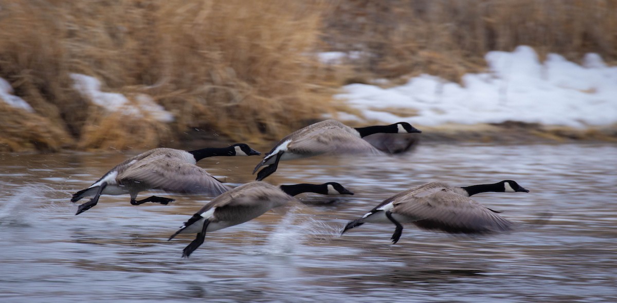 Canada Goose - Prairie Birder