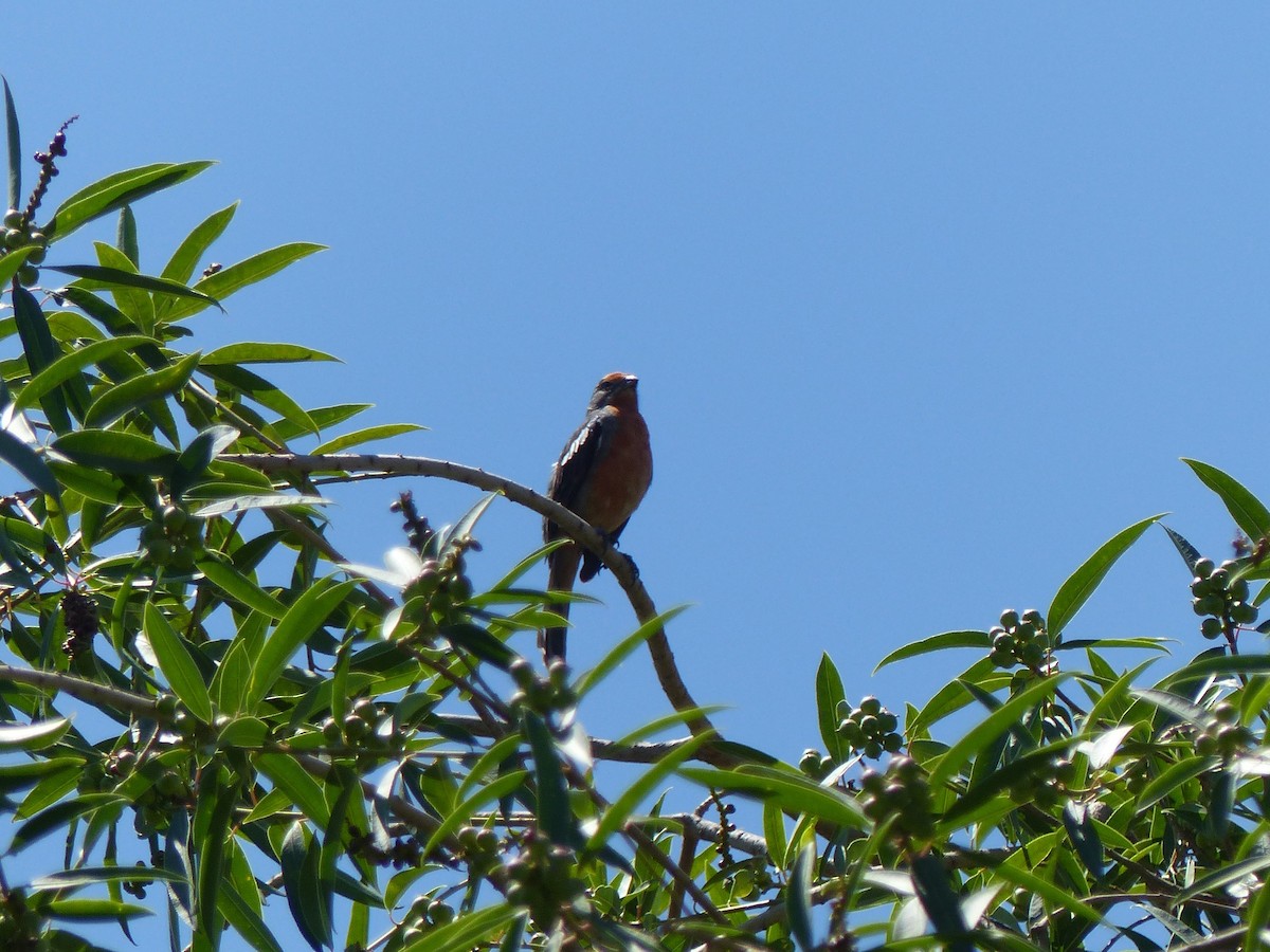 Rara du Paraguay - ML524806141