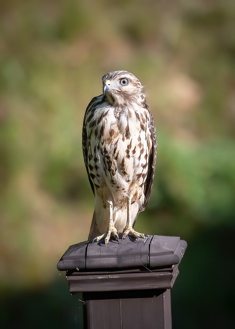 Red-shouldered Hawk - ML524806151