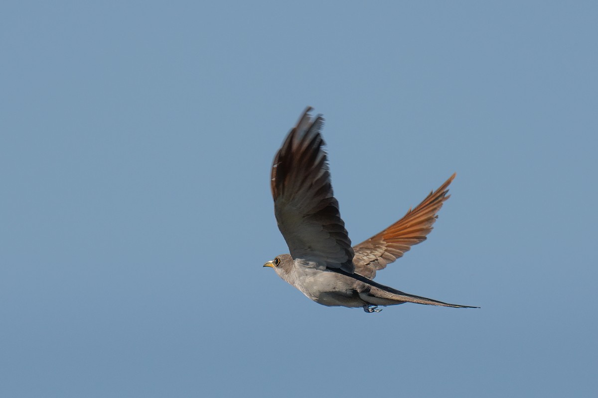 Yellow-billed Cuckoo - ML524808381