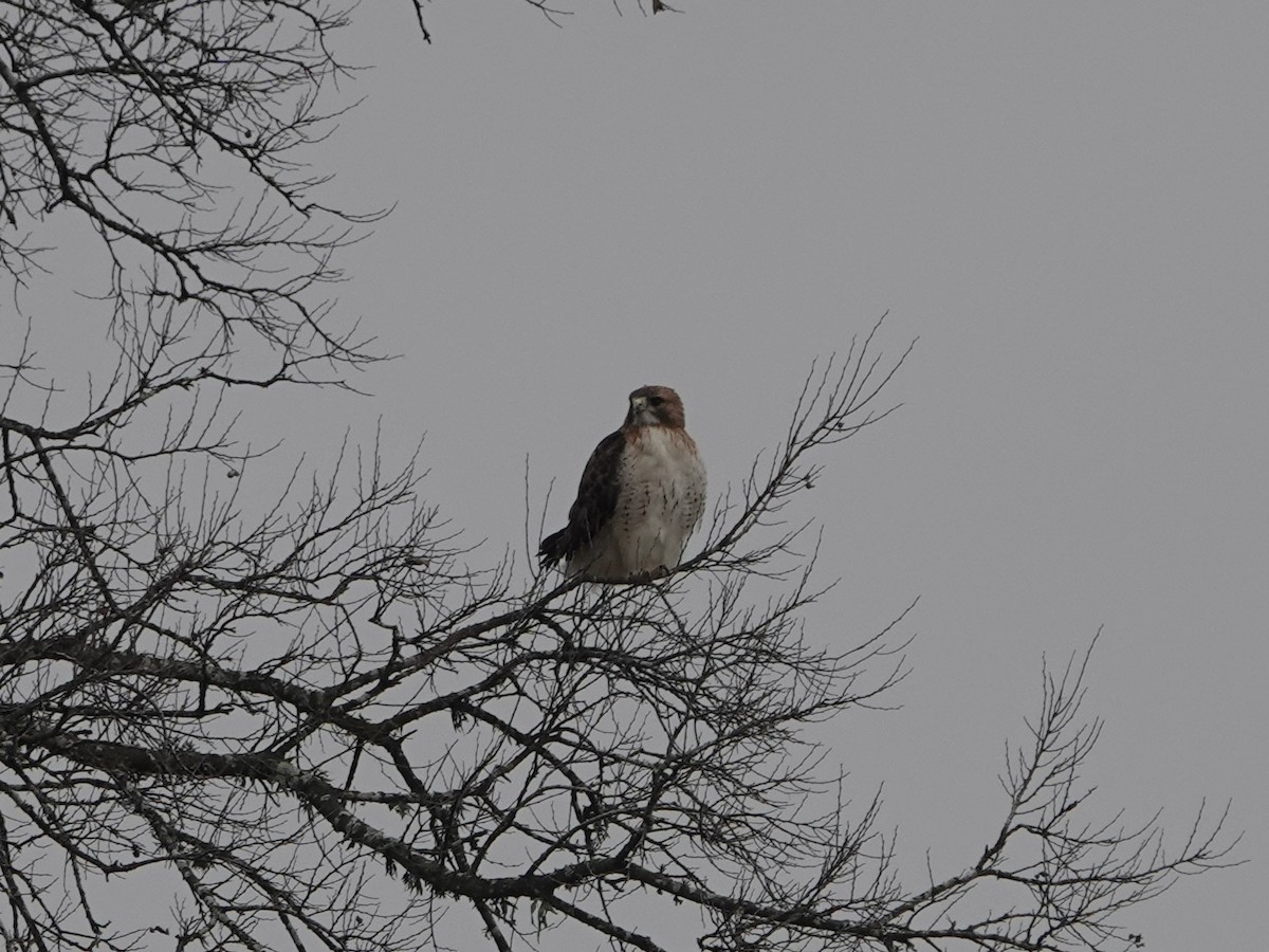 Red-tailed Hawk - ML524808421