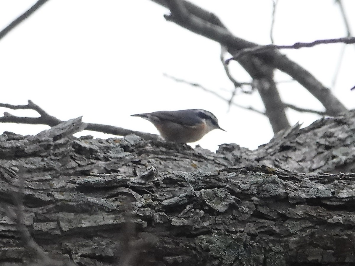 Red-breasted Nuthatch - ML524808671