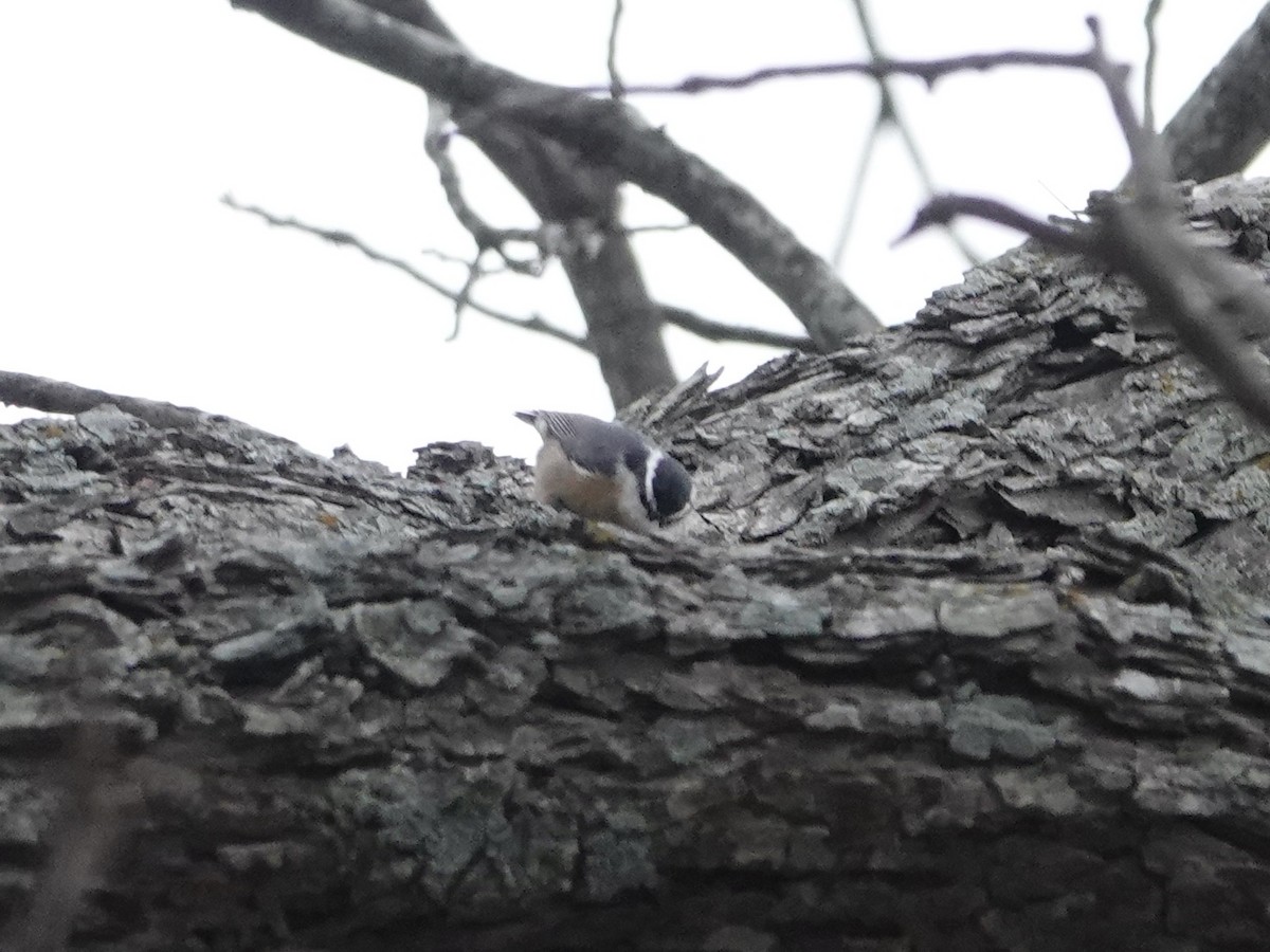 Red-breasted Nuthatch - ML524808711