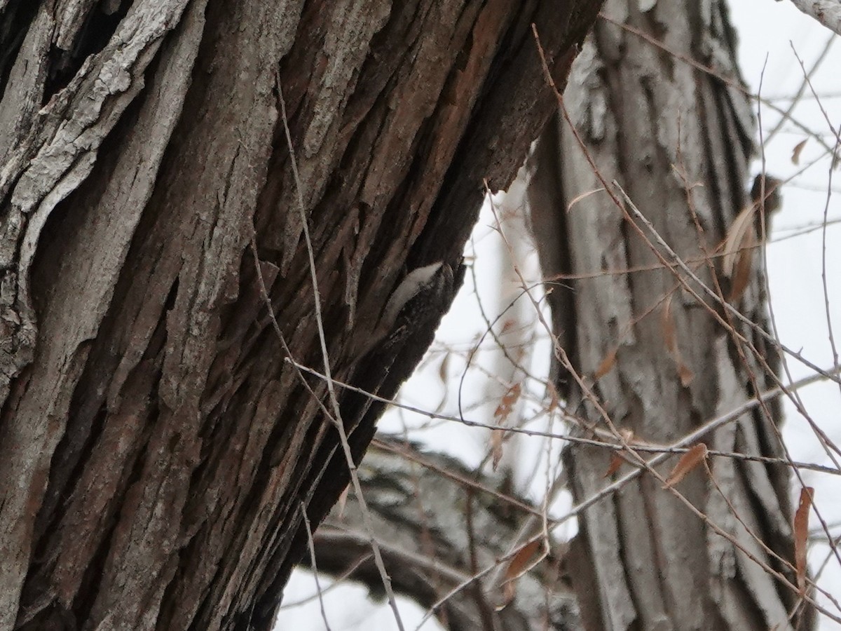 Brown Creeper - ML524808871