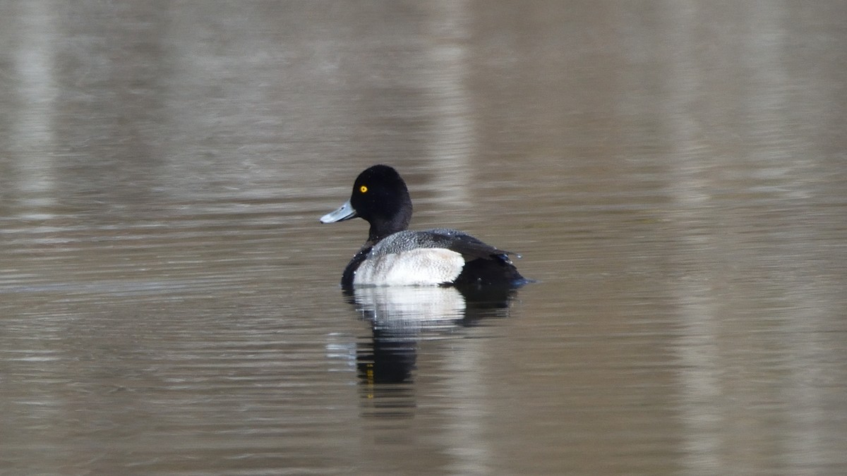 Greater/Lesser Scaup - ML524809071