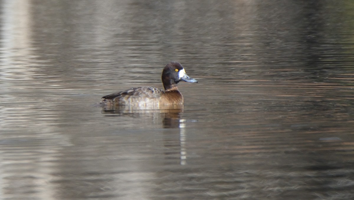 Greater/Lesser Scaup - ML524809081