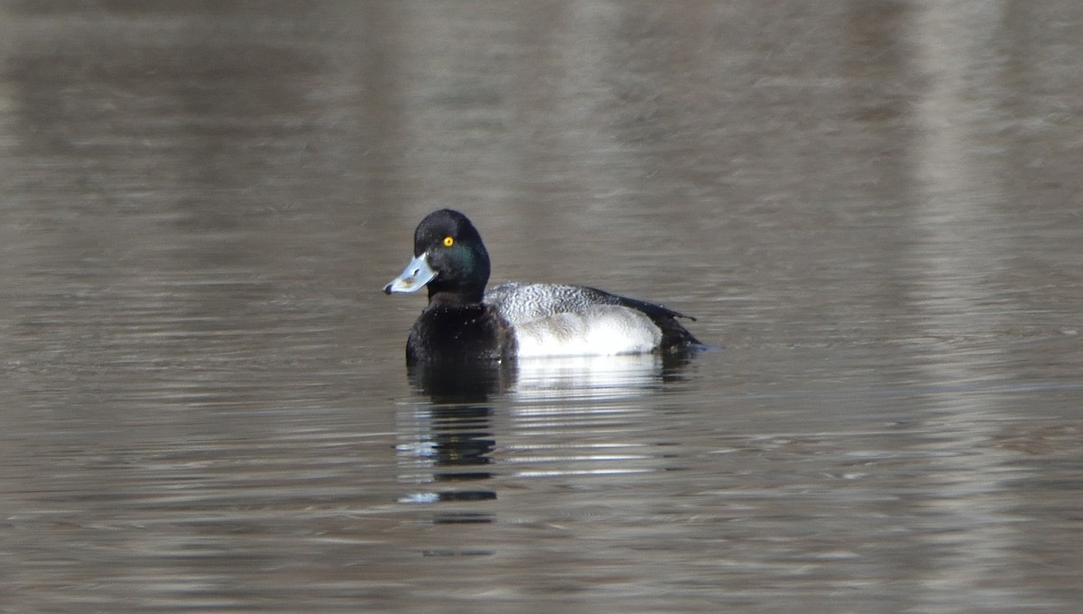 Greater/Lesser Scaup - ML524809091