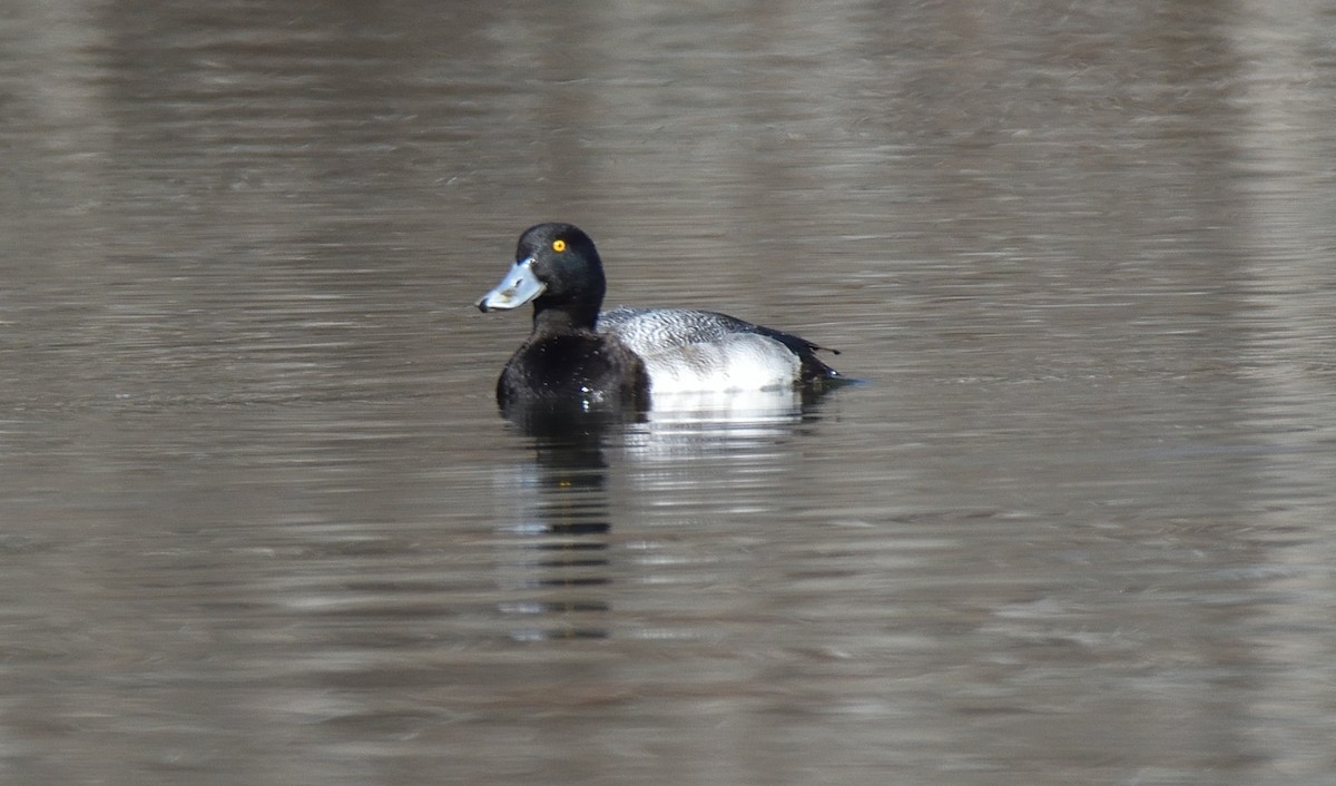 Greater/Lesser Scaup - ML524809101