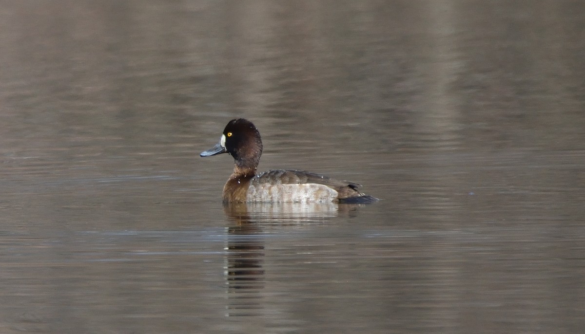 Greater/Lesser Scaup - ML524809111