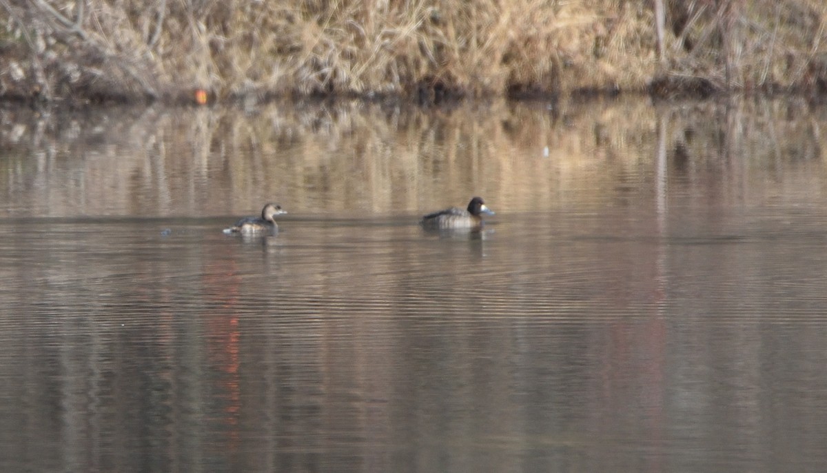 Greater/Lesser Scaup - ML524809121