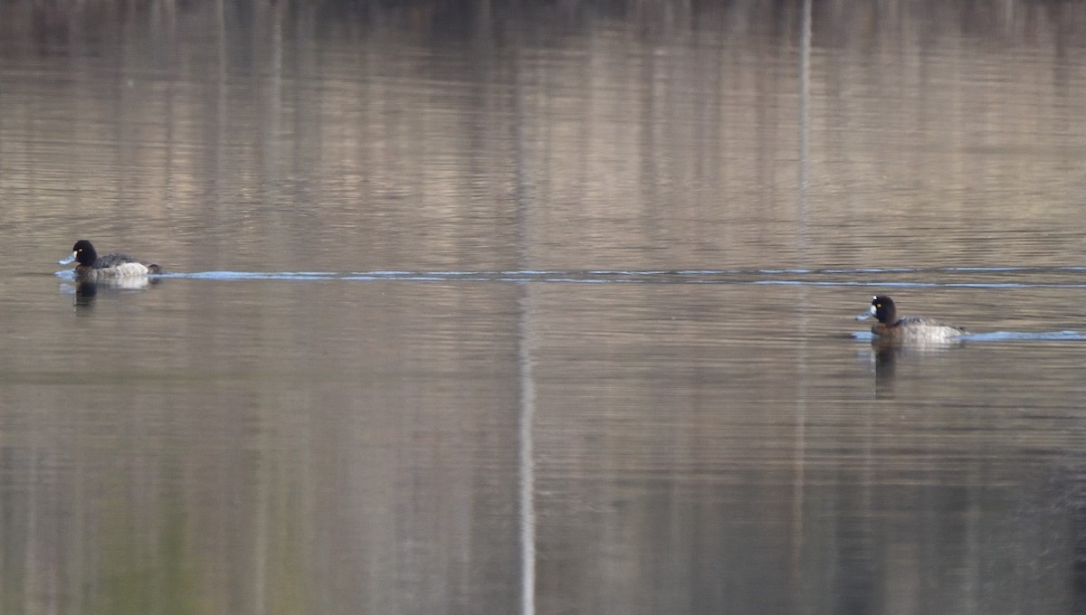 Greater/Lesser Scaup - ML524809131