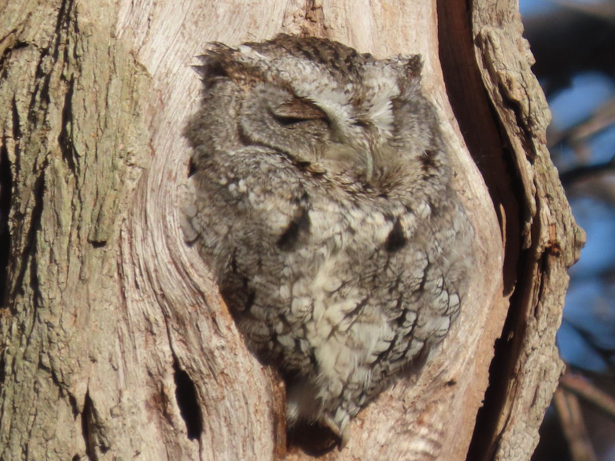 Eastern Screech-Owl - ML524809491