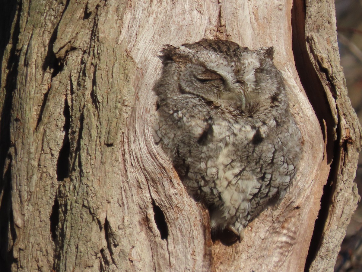 Eastern Screech-Owl - ML524809511