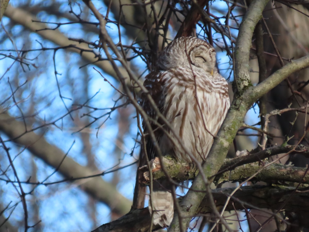 Barred Owl - ML524809601