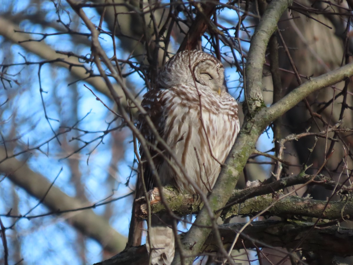 Barred Owl - ML524809641