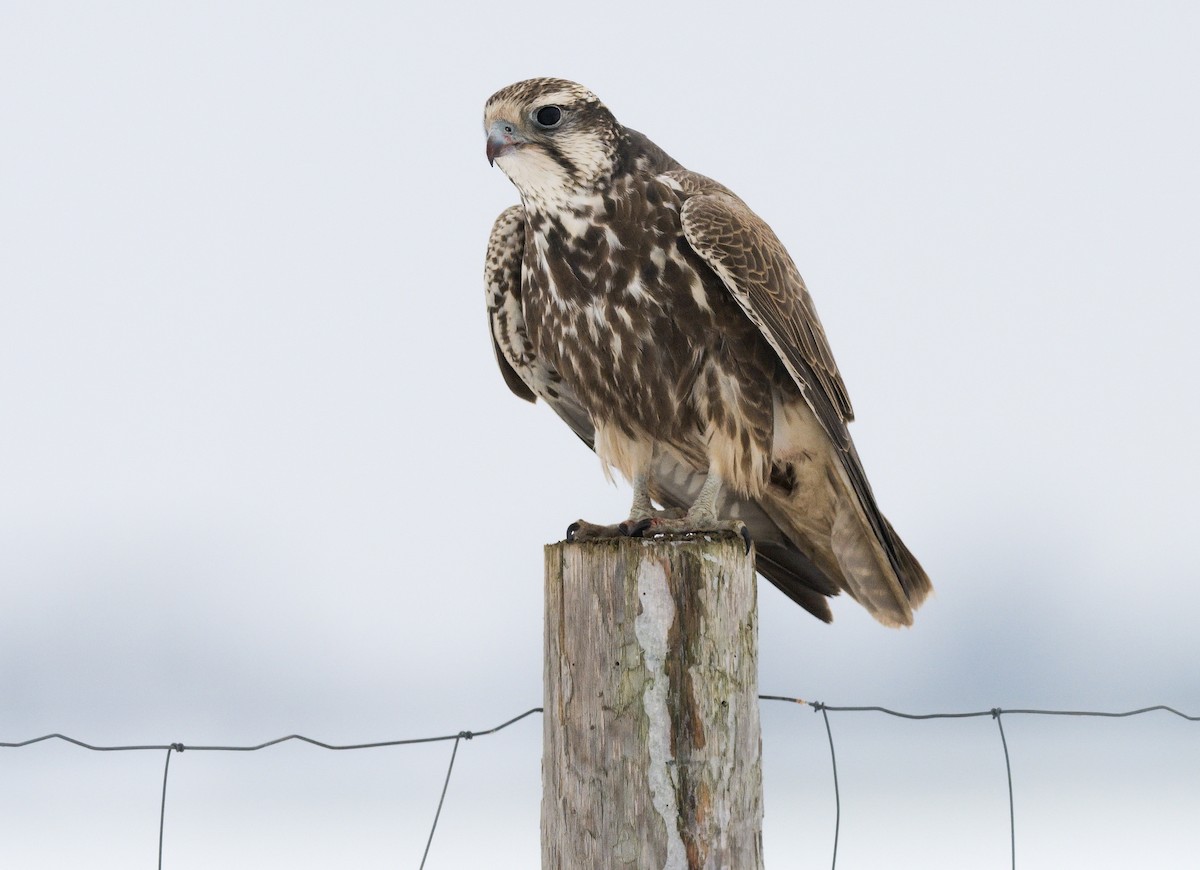 Saker Falcon - Pavel Štěpánek