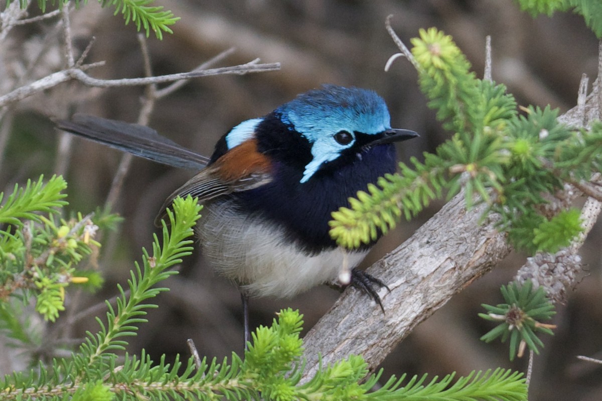 Red-winged Fairywren - ML524812351