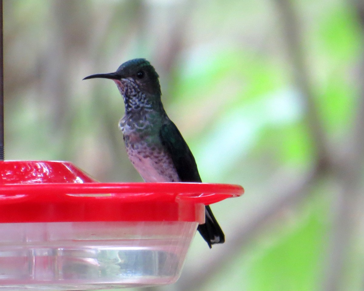 Colibrí Nuquiblanco - ML524812401