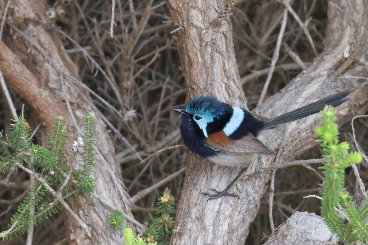 Red-winged Fairywren - ML524812451