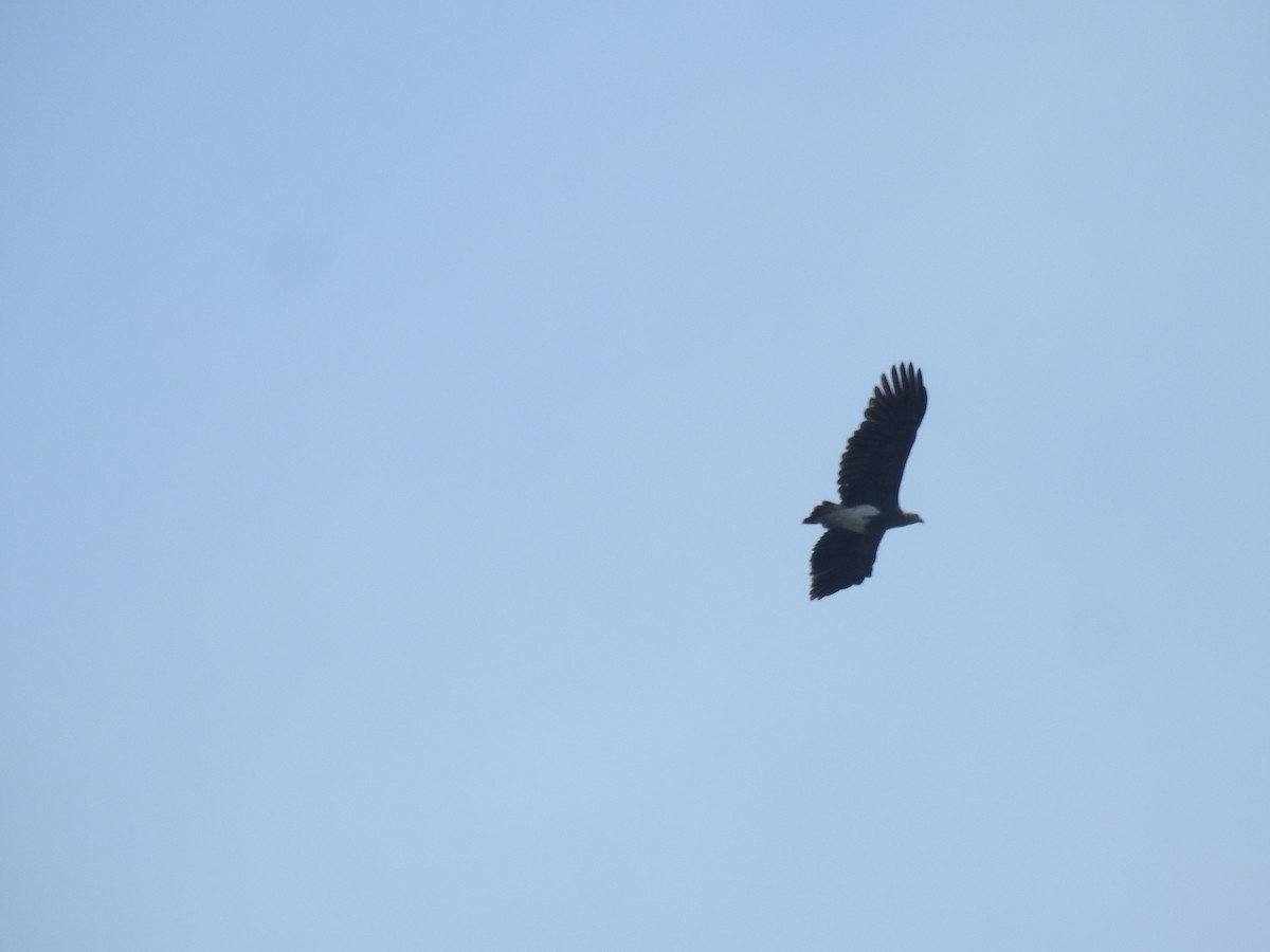 Lesser Fish-Eagle - Gaurav Singh