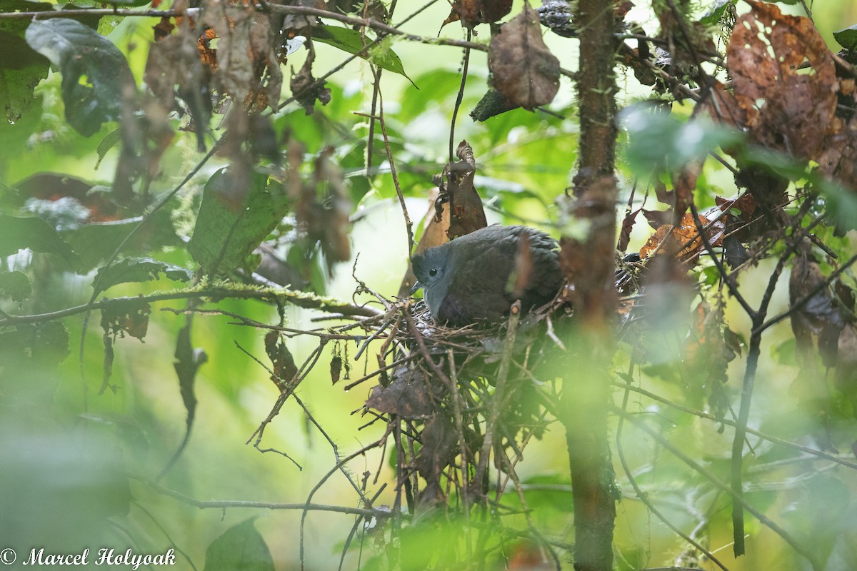 Bronze Ground Dove - ML524813611